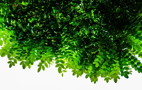 Güneşli gökyüzü karşı top yeşil yapraklar