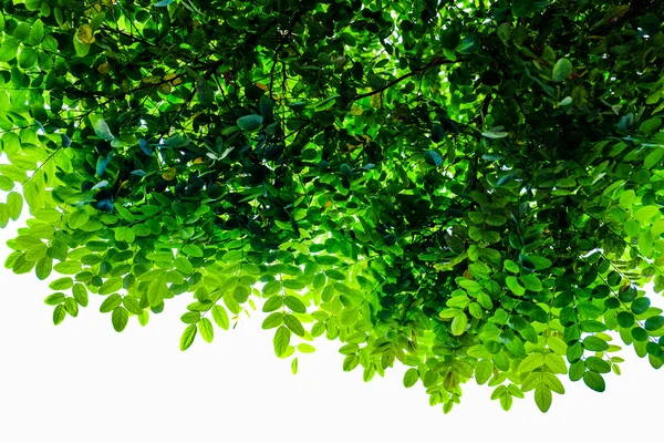 Güneşli gökyüzü karşı top yeşil yapraklar