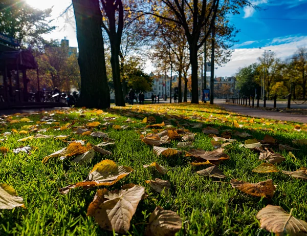 Sonbahar yaprakları ve sokak arka plan