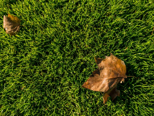 arka plan sonbahar yaprakları