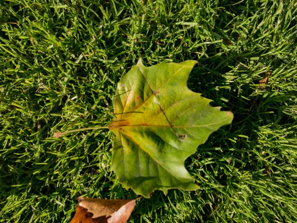 arka plan sonbahar yaprakları