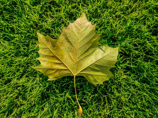 arka plan sonbahar yaprakları