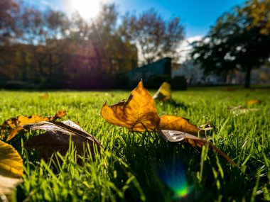 Sonbahar yaprakları ve sokak arka plan