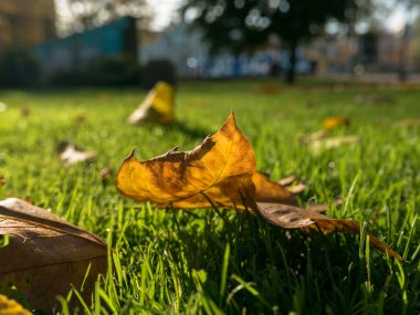 Sonbahar yaprakları ve sokak arka plan