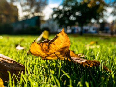 Sonbahar yaprakları ve sokak arka plan