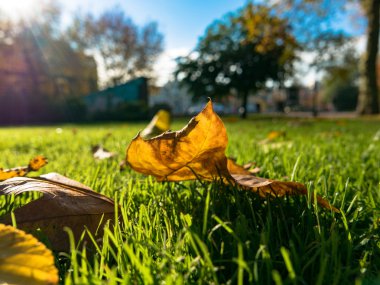 Sonbahar yaprakları ve sokak arka plan