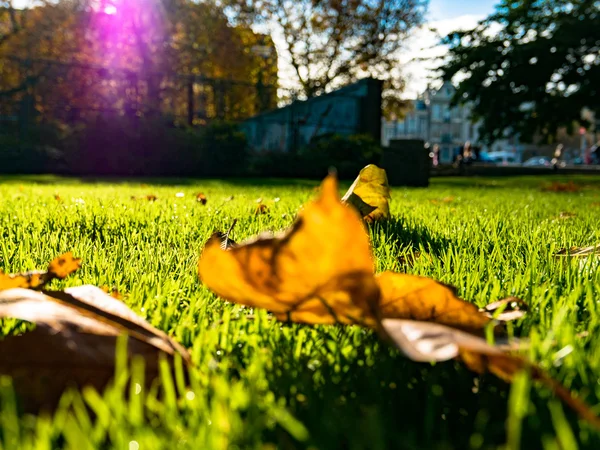 Sonbahar yaprakları ve sokak arka plan