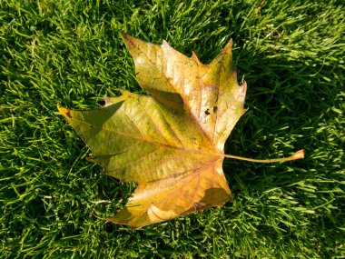 Sonbahar yaprakları ve sokak arka plan