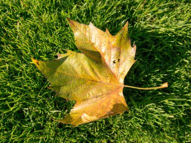 Sonbahar yaprakları ve sokak arka plan