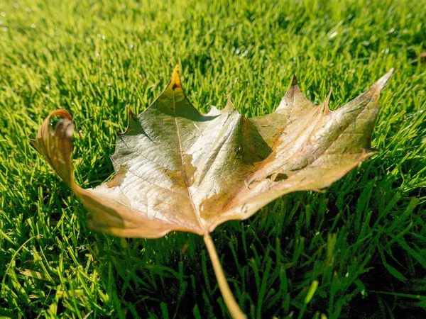 Sonbahar yaprakları ve sokak arka plan