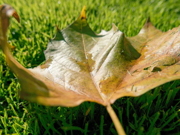 Sonbahar yaprakları ve sokak arka plan