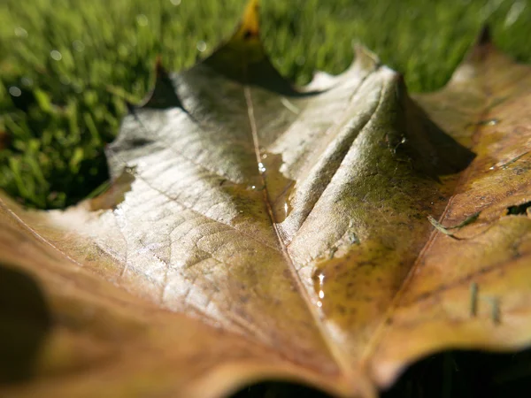 Sonbahar yaprakları ve sokak arka plan