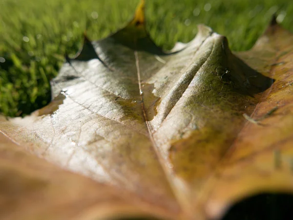 Sonbahar yaprakları ve sokak arka plan
