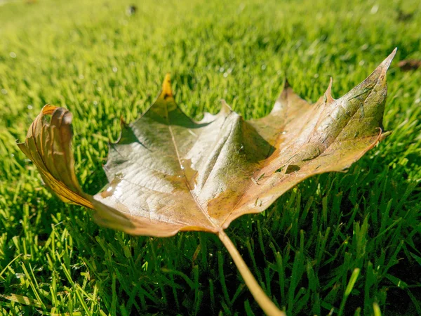 Sonbahar yaprakları ve sokak arka plan