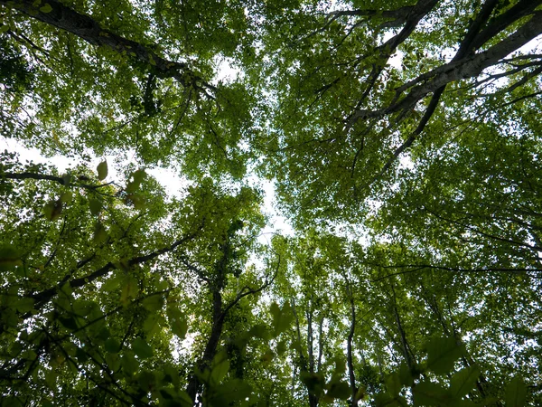 Ağaçlarda sonbahar renkleri