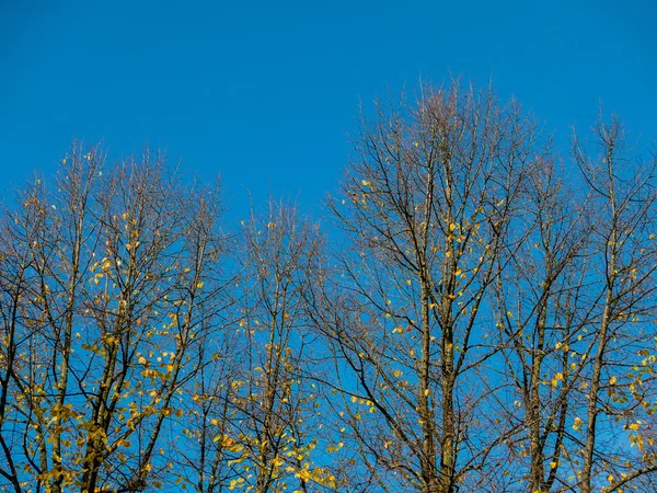 Colores de otoño en árboles —  Fotos de Stock