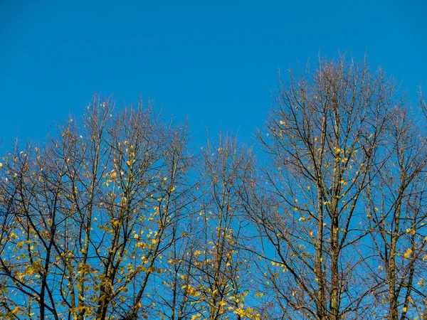 Осенние цвета на деревьях — стоковое фото