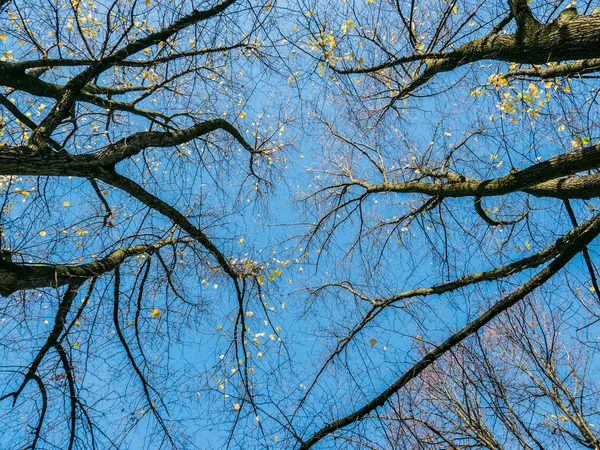 Couleurs d'automne sur les arbres — Photo