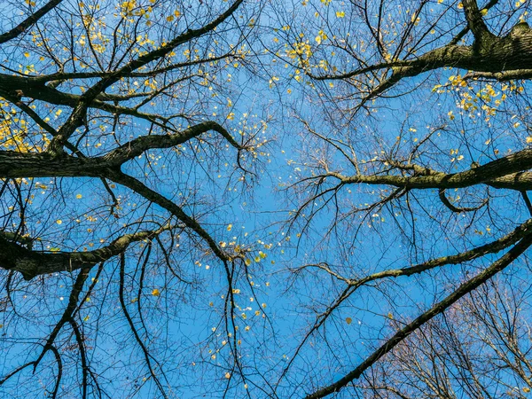 Ağaçlarda sonbahar renkleri