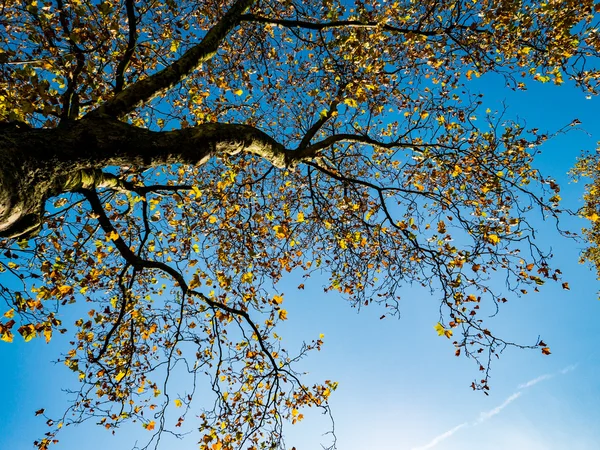 Ağaçlarda sonbahar renkleri