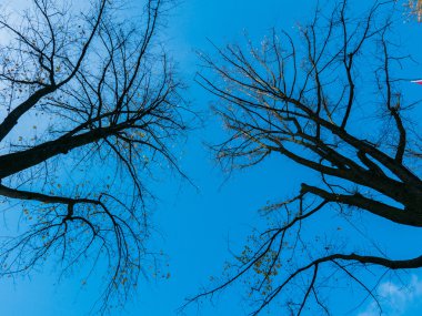 Ağaçlarda sonbahar renkleri