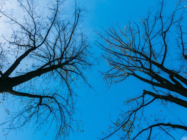 Ağaçlarda sonbahar renkleri