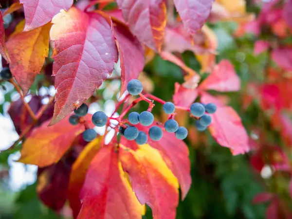 Fall leaves on rock — Stock Photo, Image