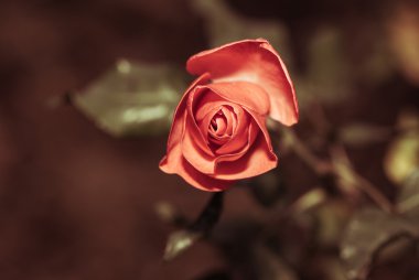 kırmızı gül gülümsemek