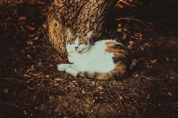 자연 속에서 휴식 하는 고양이 — 스톡 사진