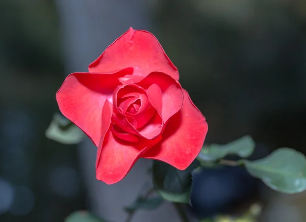 Red rose closeup — Stock Photo, Image