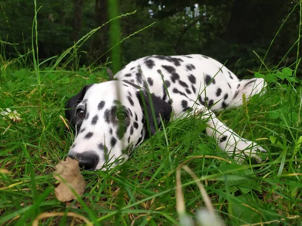 Joy Adındaki Dost Canlısı Köpeğim Ona Baktığımda Kendimi Kötü Hissetmiyorum — Stok fotoğraf