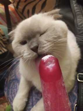 Joy adındaki dost canlısı köpeğim. Ona baktığımda kendimi kötü hissetmiyorum ve yüzümde kocaman bir gülümseme beliriyor..