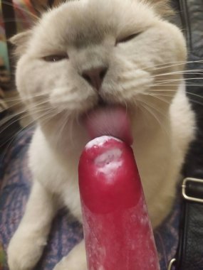 Joy adındaki dost canlısı köpeğim. Ona baktığımda kendimi kötü hissetmiyorum ve yüzümde kocaman bir gülümseme beliriyor..