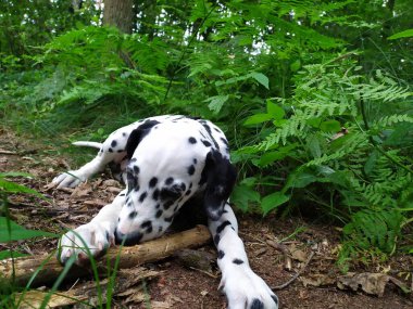 Joy adındaki dost canlısı köpeğim. Ona baktığımda kendimi kötü hissetmiyorum ve yüzümde kocaman bir gülümseme beliriyor..