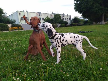 Joy adındaki dost canlısı köpeğim. Ona baktığımda kendimi kötü hissetmiyorum ve yüzümde kocaman bir gülümseme beliriyor..