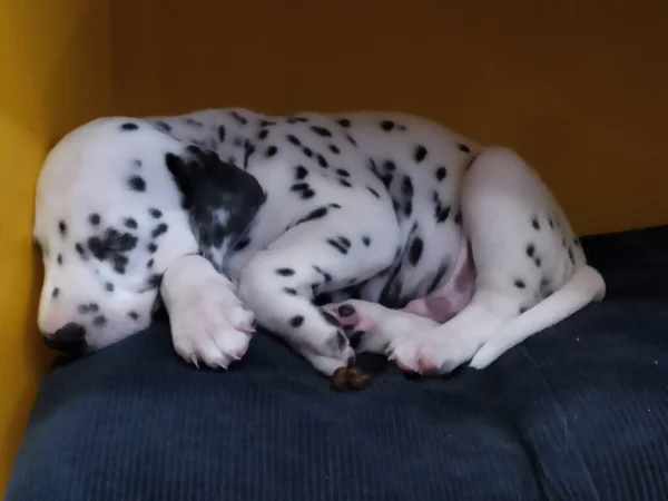 Meu Cão Amigo Chamado Joy Quando Olho Para Ele Não — Fotografia de Stock