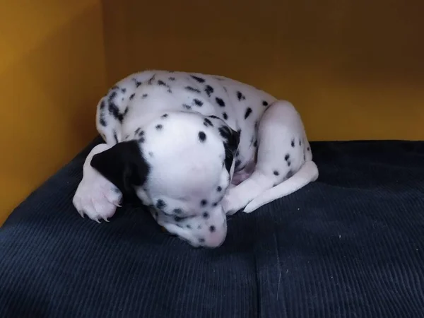 Meu Cão Amigo Chamado Joy Quando Olho Para Ele Não — Fotografia de Stock