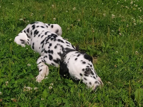 Het Mijn Vriendelijke Hond Joy Als Naar Hem Kijk Voel — Stockfoto