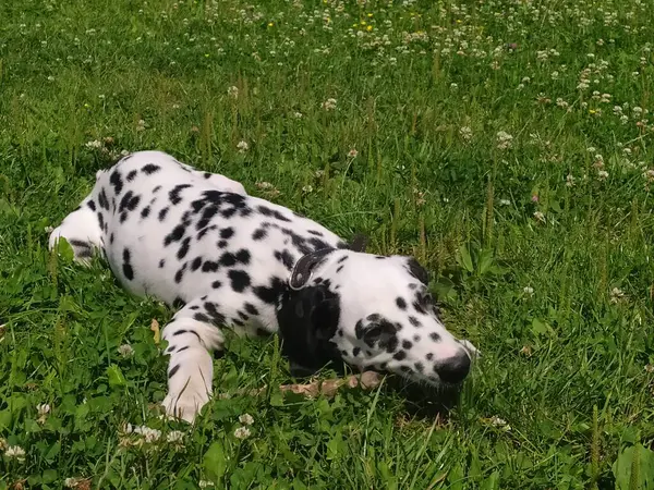 ジョイという友達の犬だ 私は彼を見るとき 私は悪く感じることができない と大きな笑顔が私の顔に表示されます — ストック写真