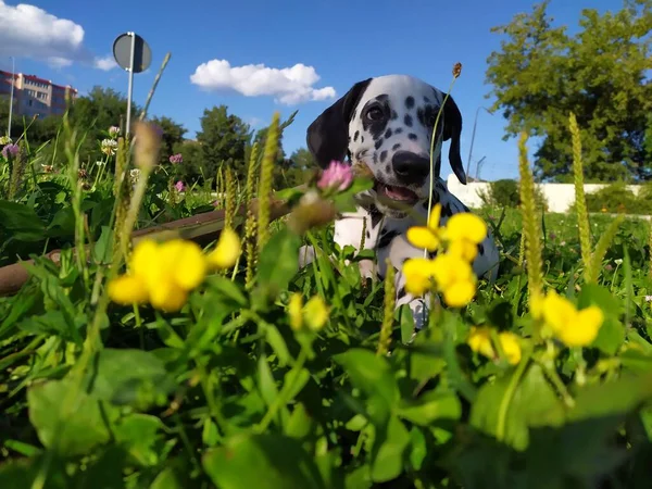 Joy Adındaki Dost Canlısı Köpeğim Ona Baktığımda Kendimi Kötü Hissetmiyorum — Stok fotoğraf