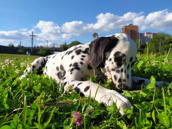 Joy Adındaki Dost Canlısı Köpeğim Ona Baktığımda Kendimi Kötü Hissetmiyorum — Stok fotoğraf