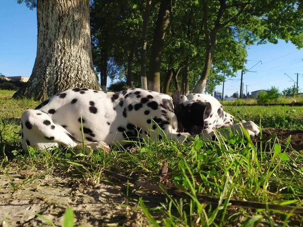 Amigable Perro Llamado Joy Cuando Miro Puedo Sentirme Mal Una — Foto de Stock