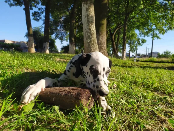 Meu Cão Amigo Chamado Joy Quando Olho Para Ele Não — Fotografia de Stock