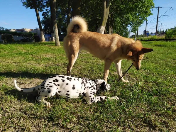 Ini Adalah Anjing Ramah Saya Bernama Joy Ketika Aku Melihatnya — Stok Foto