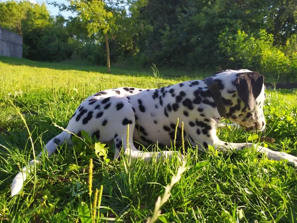 Amigable Perro Llamado Joy Cuando Miro Puedo Sentirme Mal Una —  Fotos de Stock