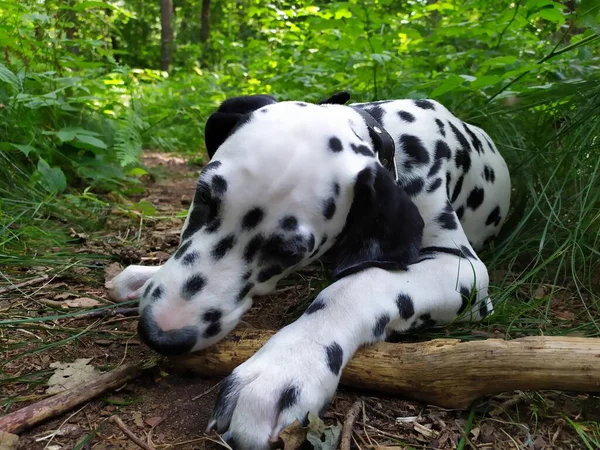 Joy Adındaki Dost Canlısı Köpeğim Ona Baktığımda Kendimi Kötü Hissetmiyorum — Stok fotoğraf