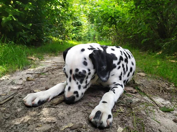 Joy Adındaki Dost Canlısı Köpeğim Ona Baktığımda Kendimi Kötü Hissetmiyorum — Stok fotoğraf