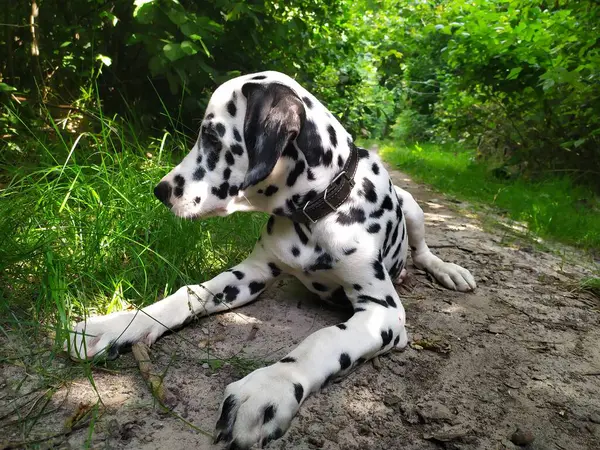 Joy Adındaki Dost Canlısı Köpeğim Ona Baktığımda Kendimi Kötü Hissetmiyorum — Stok fotoğraf