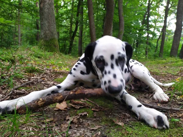 Joy Adındaki Dost Canlısı Köpeğim Ona Baktığımda Kendimi Kötü Hissetmiyorum — Stok fotoğraf