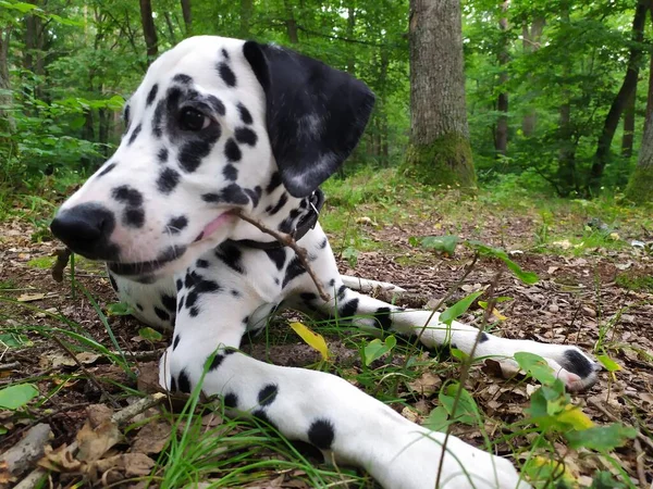 Amigable Perro Llamado Joy Cuando Miro Puedo Sentirme Mal Una — Foto de Stock